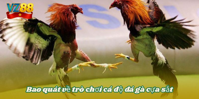 Bao quát về trò chơi cá độ đá gà cựa sắt