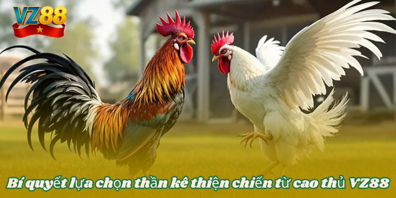 Bí quyết lựa chọn thần kê thiện chiến từ cao thủ VZ88