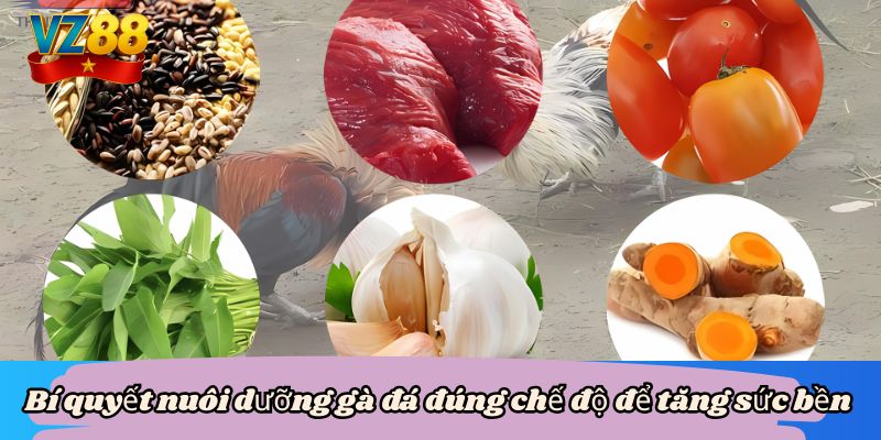 Bí quyết nuôi dưỡng gà đá đúng chế độ để tăng sức bền