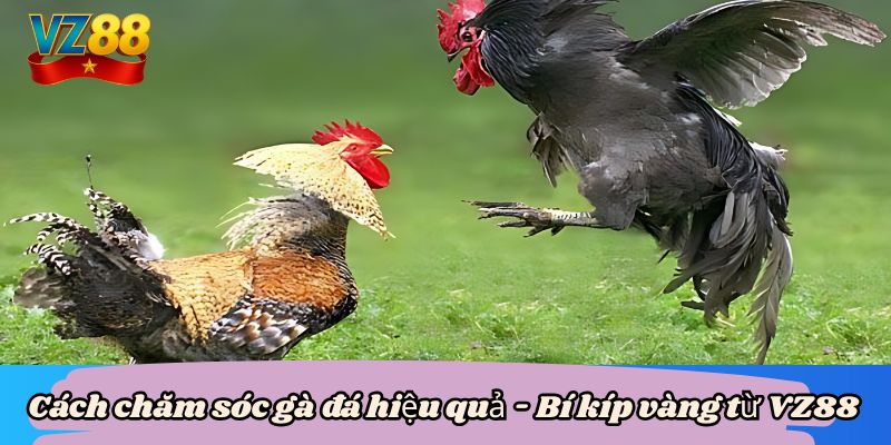 Cách chăm sóc gà đá hiệu quả - Bí kíp vàng từ VZ88