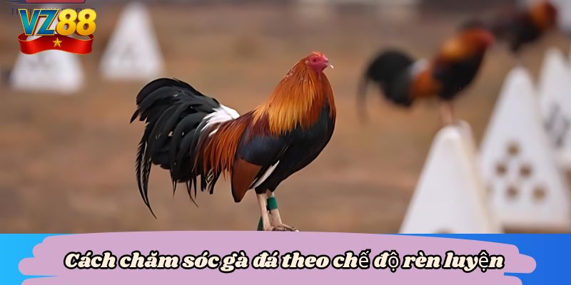 Cách chăm sóc gà đá theo chế độ rèn luyện