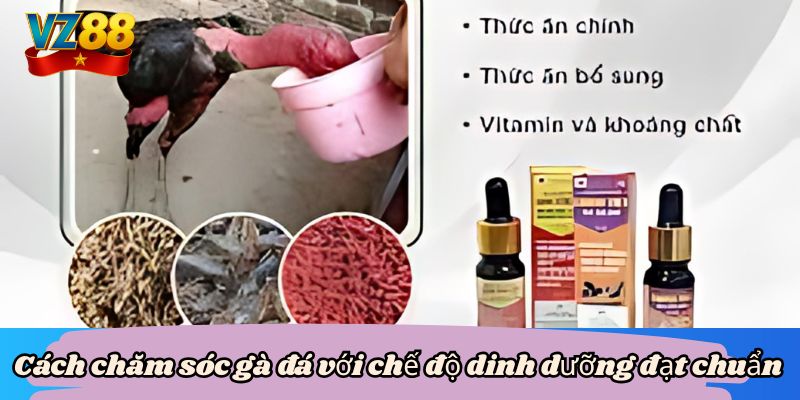 Cách chăm sóc gà đá với chế độ dinh dưỡng đạt chuẩn