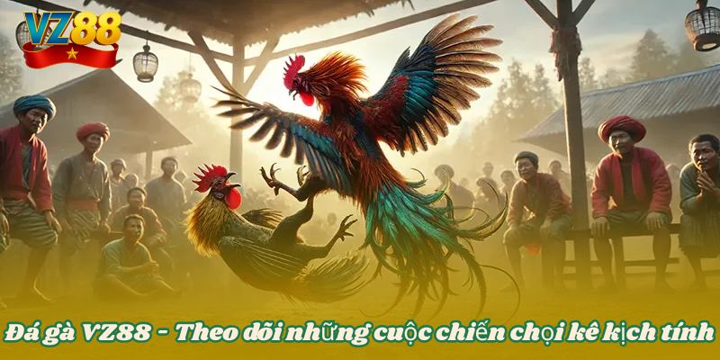 Đá gà VZ88 - Theo dõi những cuộc chiến chọi kê kịch tính