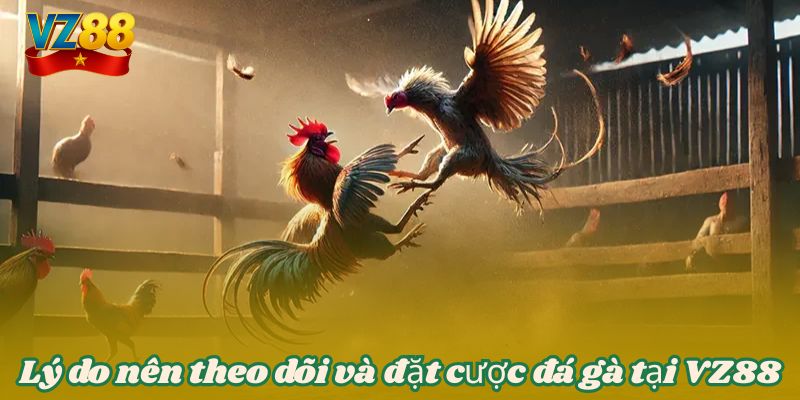 Lý do nên theo dõi và đặt cược đá gà tại VZ88