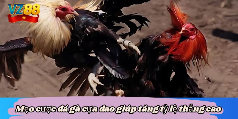 Đá gà cựa dao vz88 - Mãn nhãn với màn so tài của chiến kê 6 Mẹo cược đá gà cựa dao giúp tăng tỷ lệ thắng cao