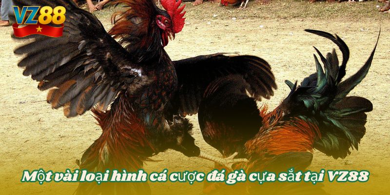 Một vài loại hình cá cược đá gà cựa sắt tại VZ88