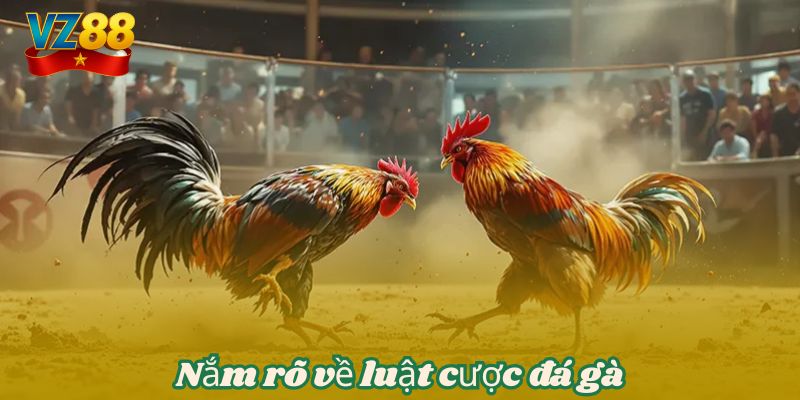 Nắm rõ về luật cược đá gà