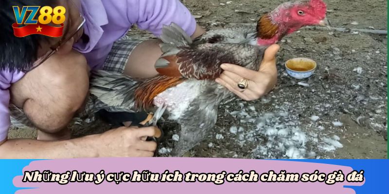 Những lưu ý cực hữu ích trong cách chăm sóc gà đá