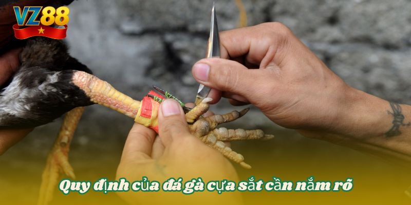 Quy định của đá gà cựa sắt cần nắm rõ
