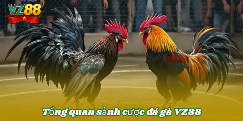Tổng quan sảnh cược đá gà VZ88