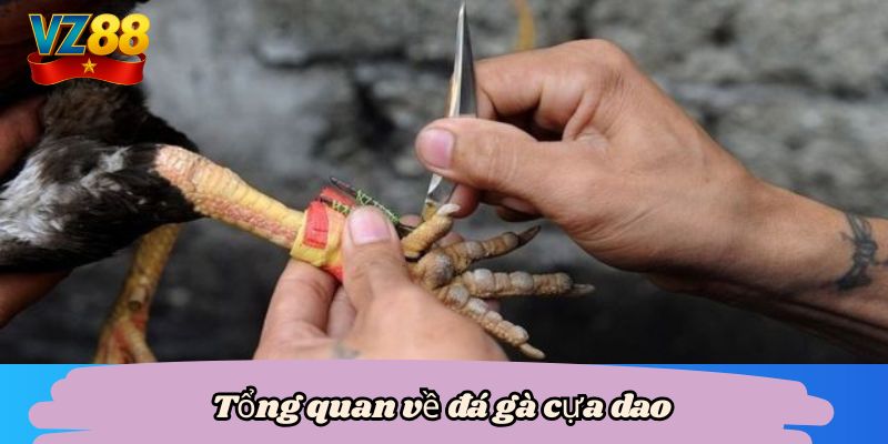 Đá gà cựa dao vz88 - Mãn nhãn với màn so tài của chiến kê 2 Tổng quan về đá gà cựa dao
