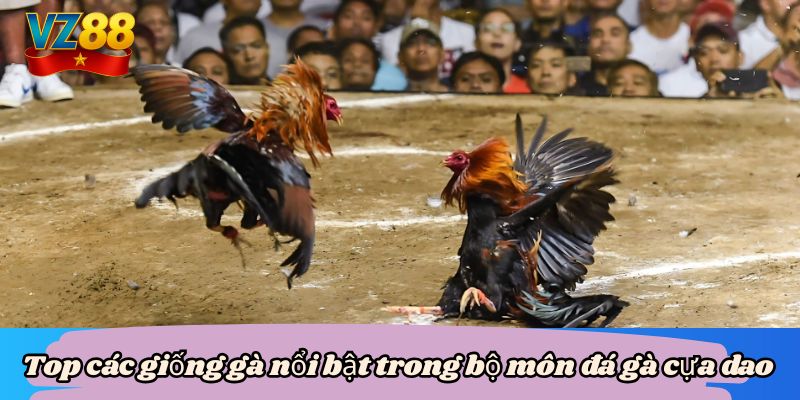 Đá gà cựa dao vz88 - Mãn nhãn với màn so tài của chiến kê 4 Top các giống gà nổi bật trong bộ môn đá gà cựa dao