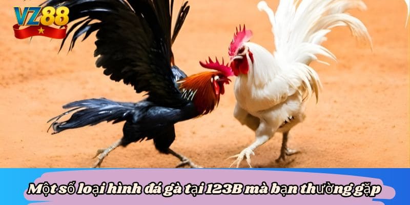 Một số loại hình đá gà tại 123B mà bạn thường gặp